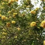 YGYGI