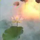 布衣书生g