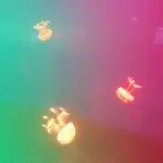 ♛迷茫♛