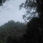 石青清