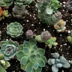 水晶……