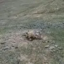 道高一丈9