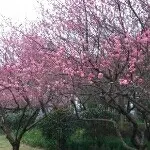 风，沙不同类