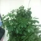 🌲发财树🌲