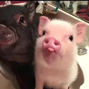 |‘独宠｜