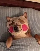 关于小熊/
