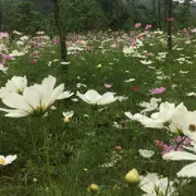 花甲背包客