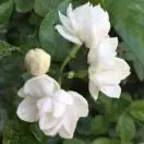 小张xgg