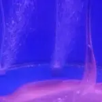 家zo