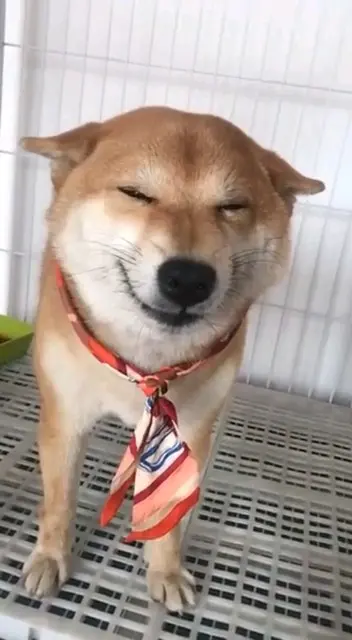 会笑的狗