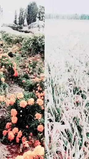 金秋十月