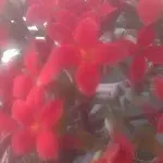 雄鹰xi