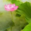 一朵莲EJ