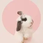 开心的小兔子乖乖