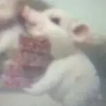✨心情好才好✨