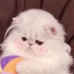 老老老大哥啊啊啊啊