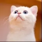 波澜不惊😧
