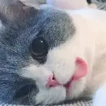 →_→小猫←_←