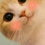 *喵喵