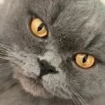 一双猫