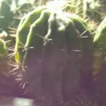 为生活而执着7080