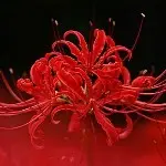 🌷️曼珠沙华🌷️