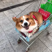 ╰飘雪