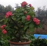 功夫大鹅