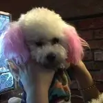 小管家∛