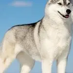 @平安就是福n