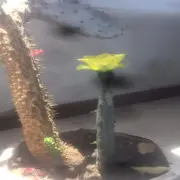 青歌歌