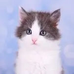 花大叔-丢了幸福的猪