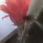 镜里看花🌹