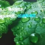 千雪雨，