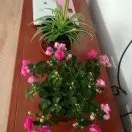 小老董