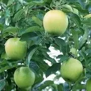 🌸漫九洲