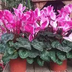 山上花美