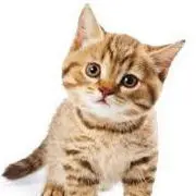 路人家猫