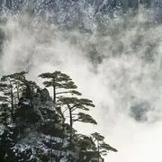 盛开一朵莲