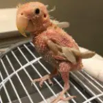 赤膊鸡