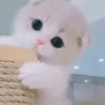安静的猫尐咪～