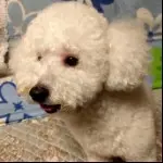是猫咪