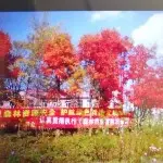 张维仁o