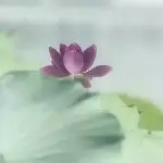 ღ清雨微凉ღ