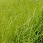 明天就是你们的葬礼