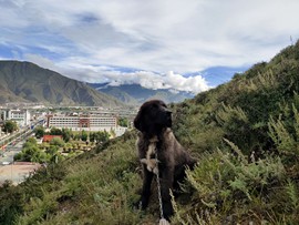 二娃在重庆找婆姨的图片