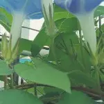 ，随缘，