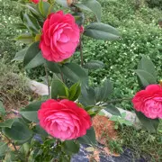 假老表
