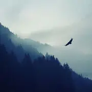 盛夏未来