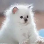 参军大人